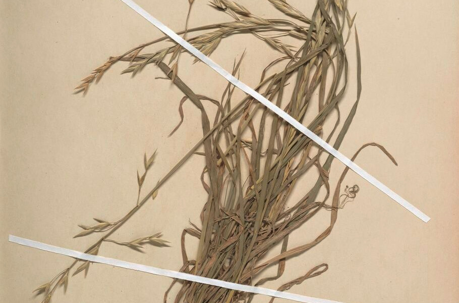 Photo of dried grass