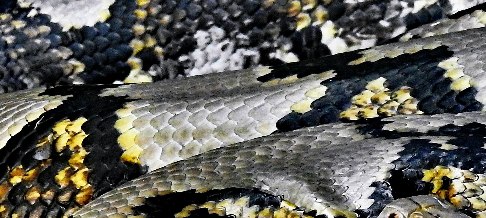 Close-up of scales on a reticulated python