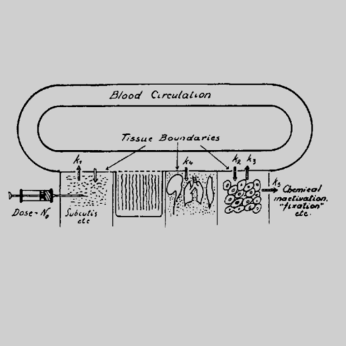 Hand-drawn scientific diagram from 1937 showing &#039;blood circulation', 'tissue boundaries', and adding pharamacometric notation