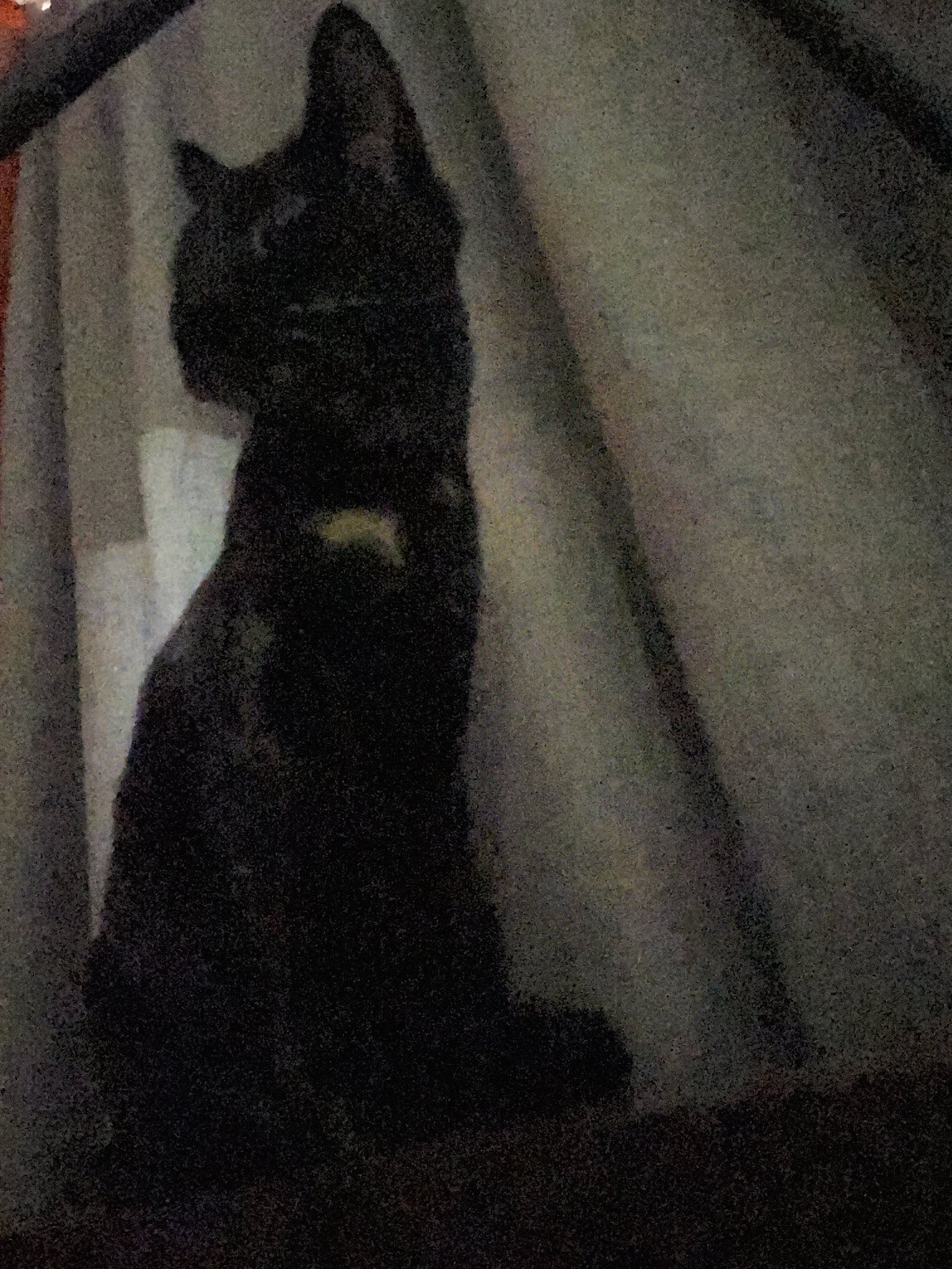 A black cat looking disapproving
